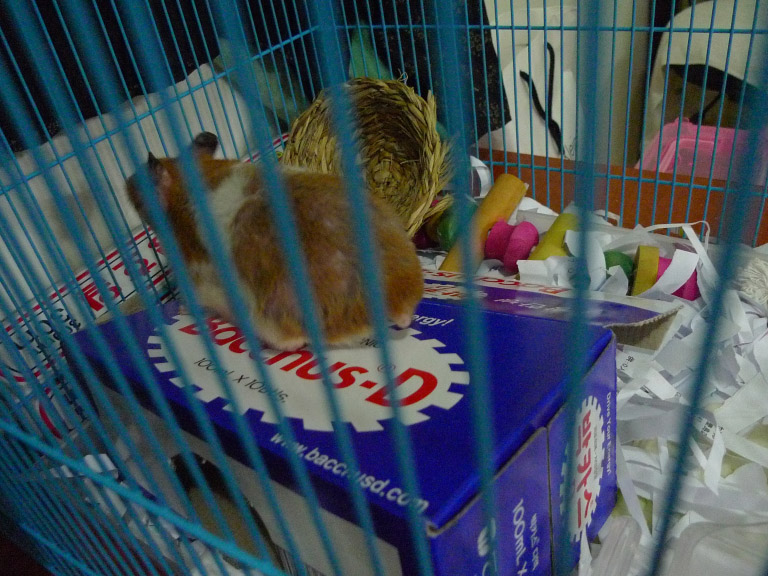 오늘 입양해 온 골든햄스터 라이츄(골디)입니다.