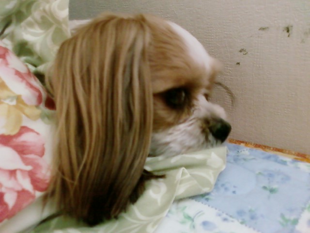 울강세 머리가 많이 길었어요..사진 몇장 올립니다~~