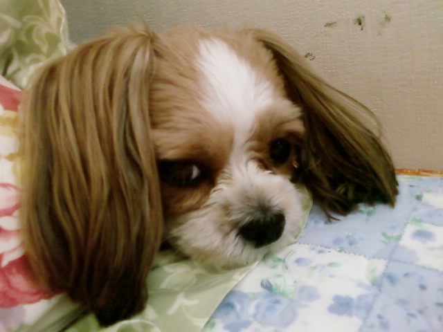 울강세 머리가 많이 길었어요..사진 몇장 올립니다~~