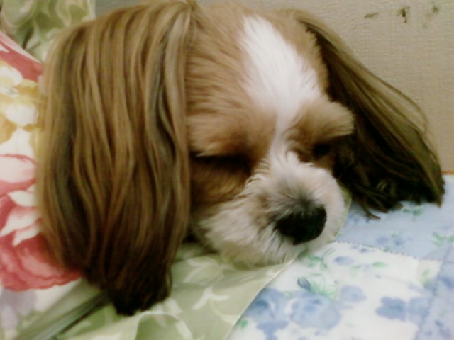 울강세 머리가 많이 길었어요..사진 몇장 올립니다~~