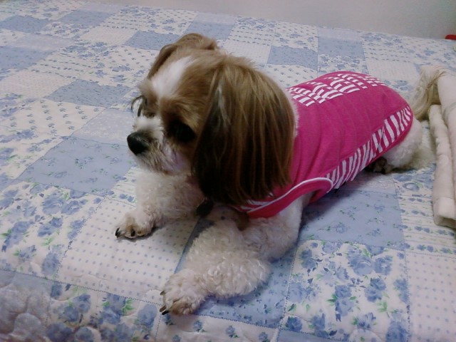 울강세 머리가 많이 길었어요..사진 몇장 올립니다~~