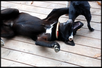 엄청 자란 까미