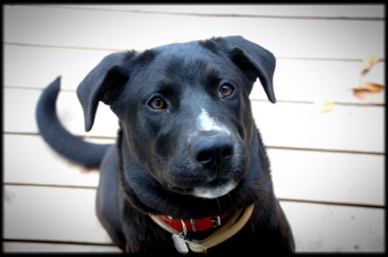 엄청 자란 까미