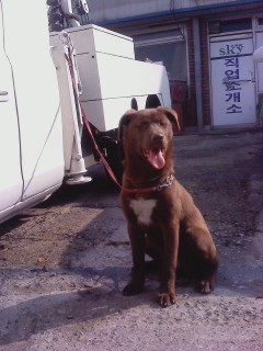 까미혈육 예삐 사진올려여