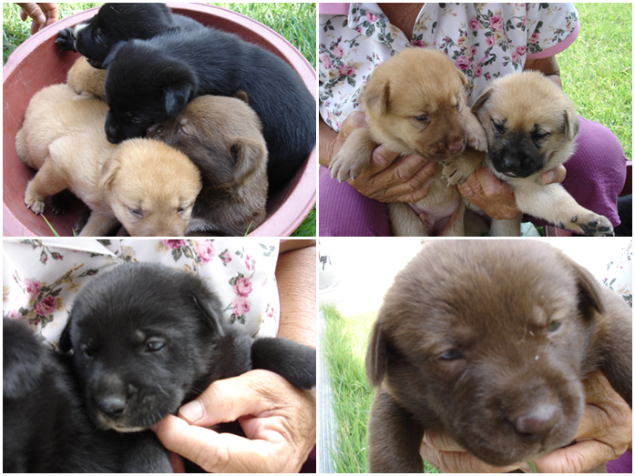 까미,예삐 애기였을때 ^^