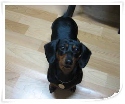 영순이 사진 올려요~