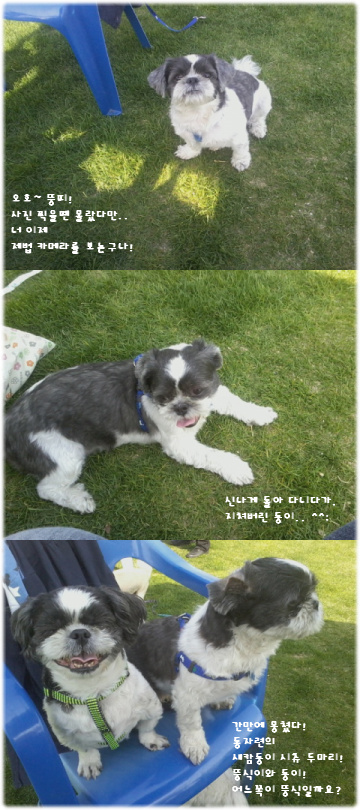 '입양 동물의 날' 후기 올려요 ^^;