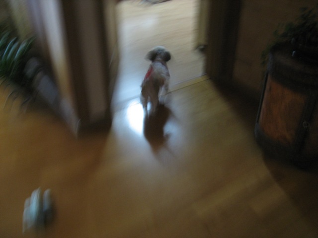 초롱 많이 보고 싶었죠