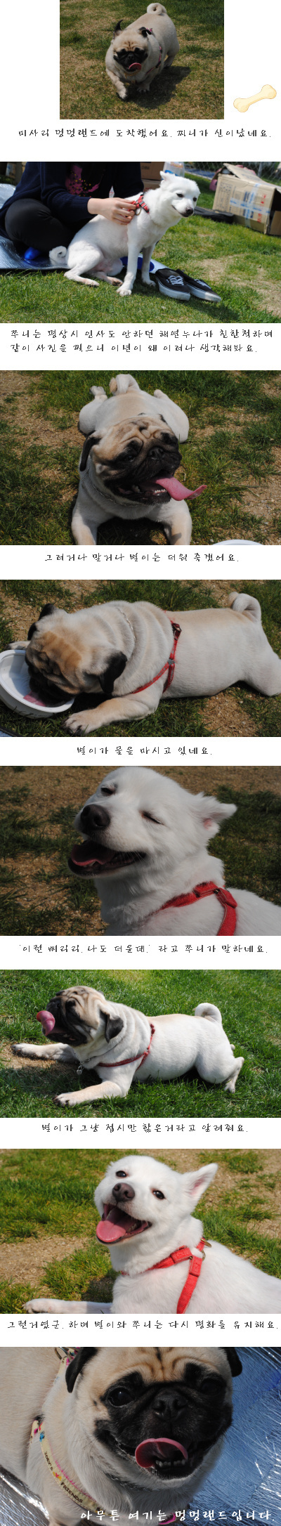 뒤늦은 입양의날 후기 !