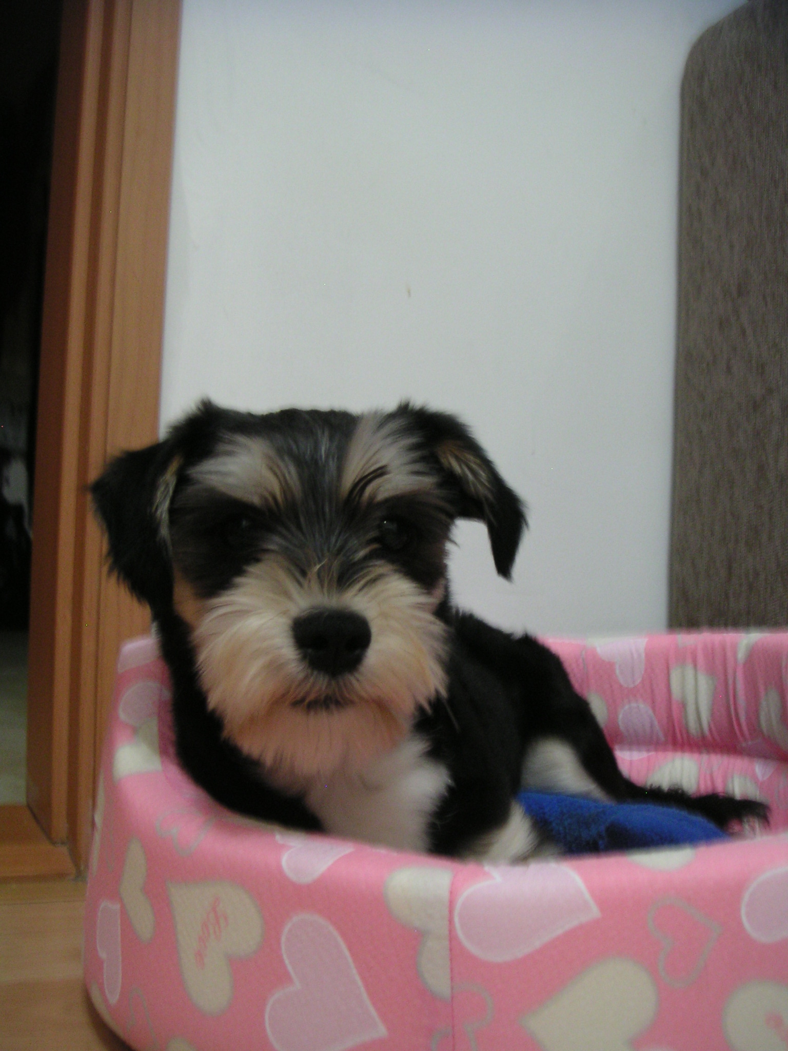 타니~ 에서 누비~ 로...