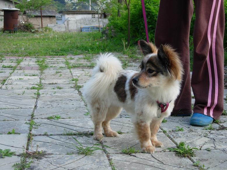 내 사랑 바둑이~~