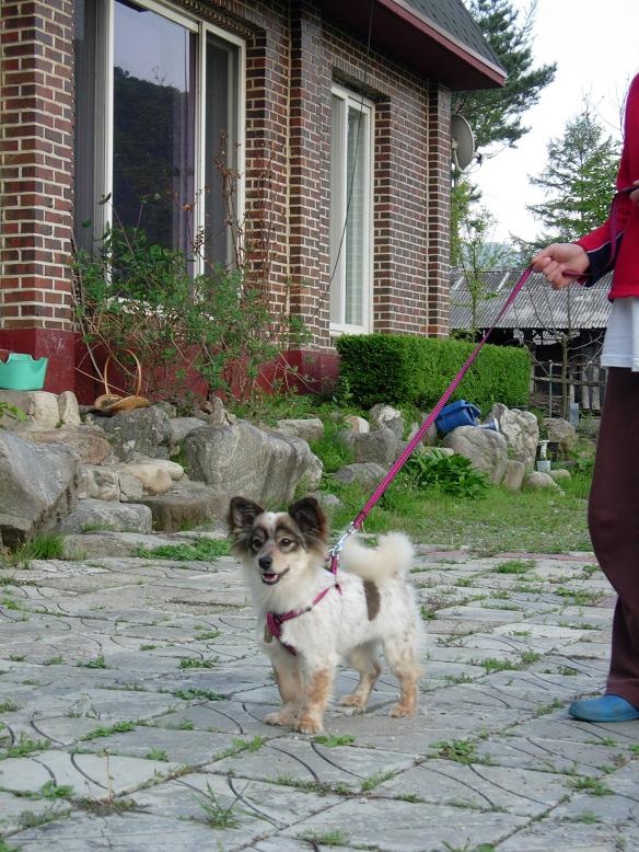 내 사랑 바둑이~~