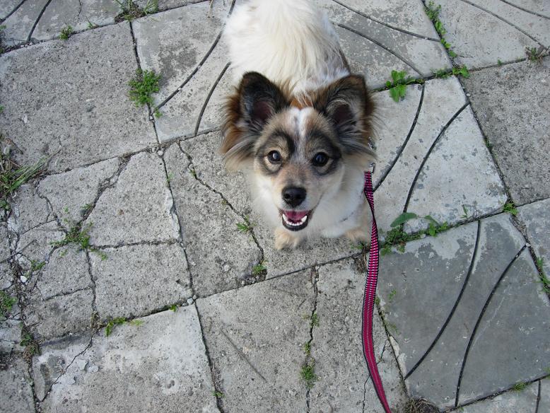 내 사랑 바둑이~~