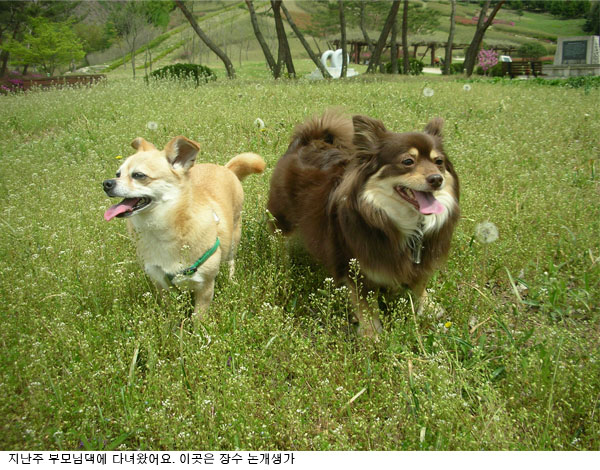 오랫만에 크리스랑 꼬몽이 인사드려요~~~