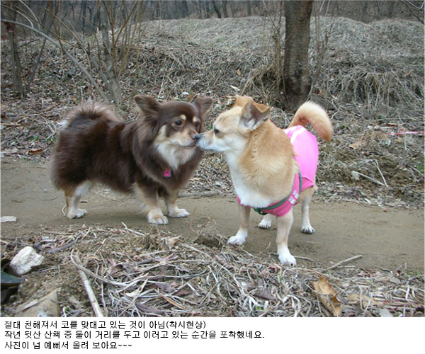 오랫만에 크리스랑 꼬몽이 인사드려요~~~