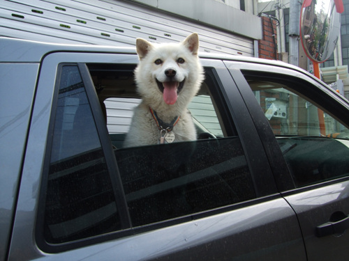[반려동물양육 TIP] 차 안에 동물을 혼자 두지 마세요