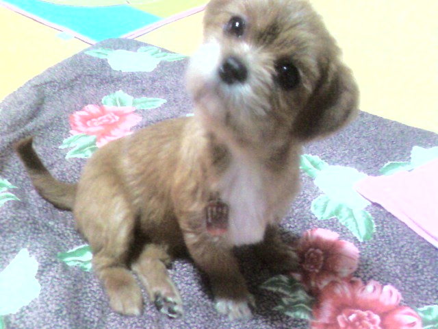 귀여운먹보빠삐~