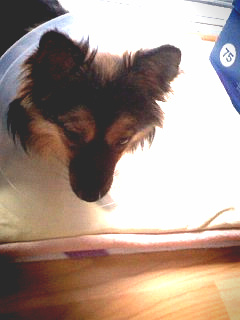 베를린 수술 잘 끝났습니다ㅎ