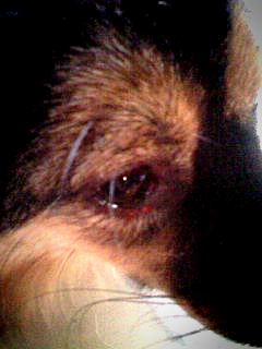 베를린 수술 잘 끝났습니다ㅎ