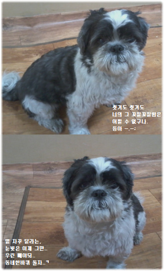 오랜만에 둥이 왔어요 ^^;