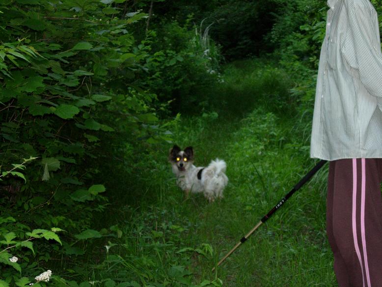 잔머리 대왕 바둑