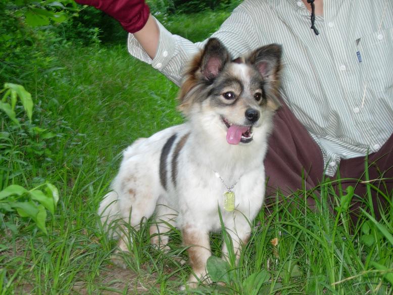 잔머리 대왕 바둑