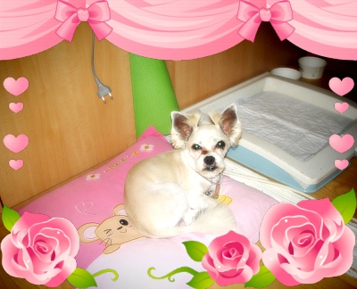 티의 뉴 패밀리