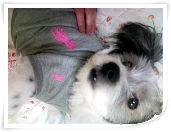 꼬맹이 득이가 이렇게 자랐답니다