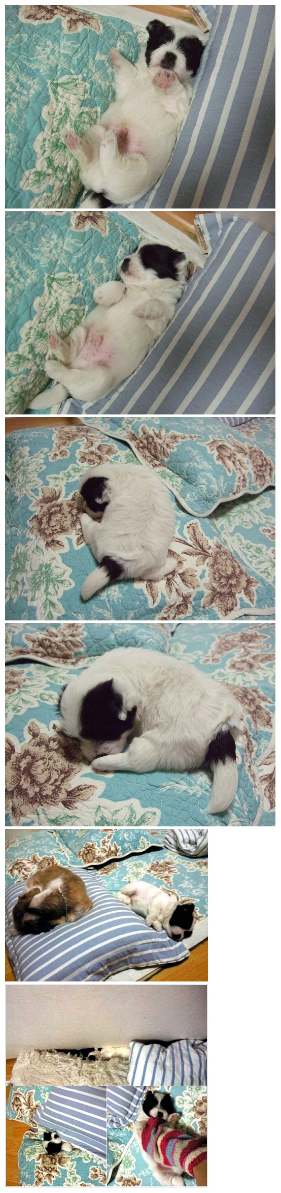 사고뭉치 득이 완죤 애기였을때~