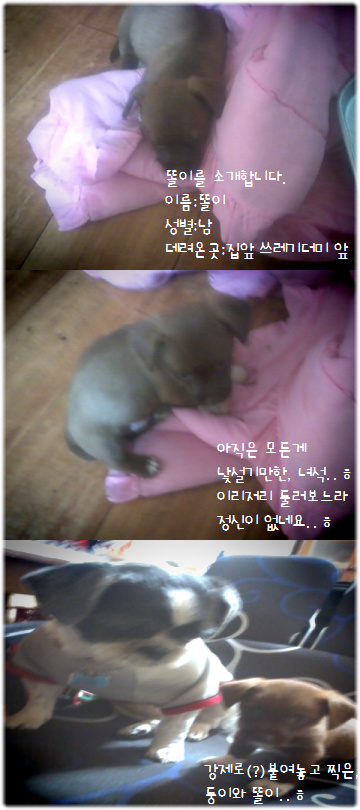 유기견 한마리를 데려왔습니다..