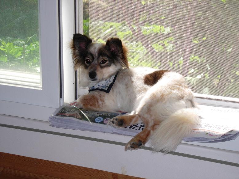 으흠~  증거 잡았어.  바둑아 ㅋ