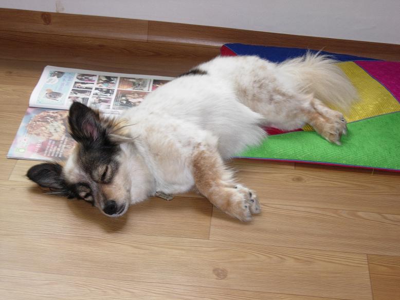 으흠~  증거 잡았어.  바둑아 ㅋ