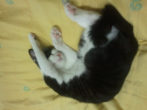 까도냥의 슬리핑 타임 by 미뇽