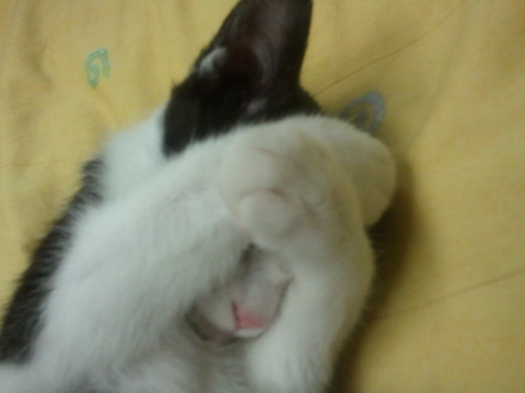 까도냥의 슬리핑 타임 by 미뇽