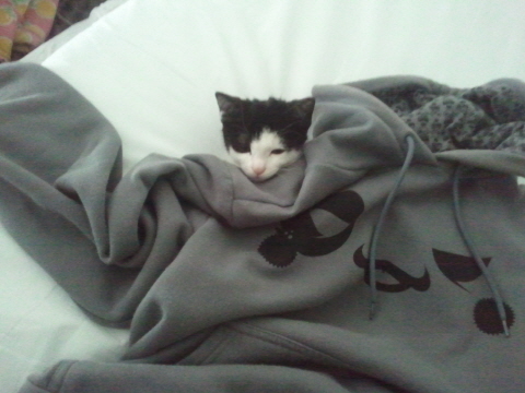 까도냥의 슬리핑 타임 by 미뇽