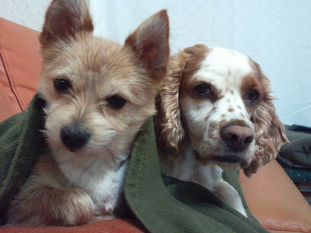 봉많형제의 겨울나기