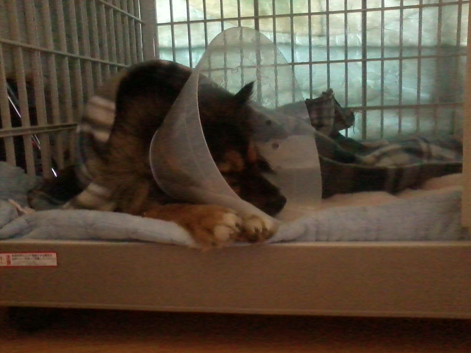 베를린 다리 덧났어요ㅠ