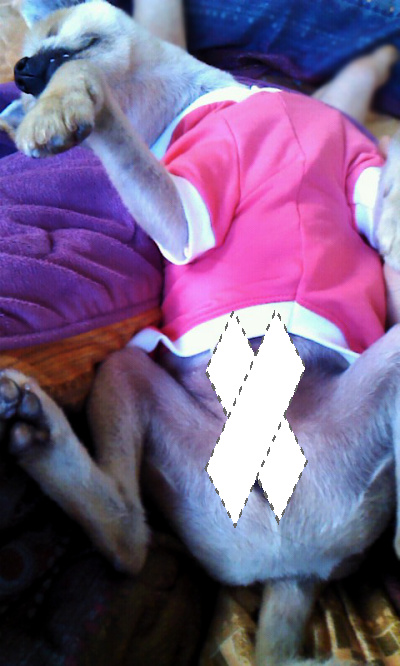 삼식이 또 왔어요^.^