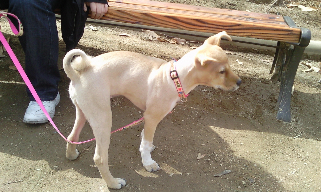 누렁이 미용하고 왔어요^^*