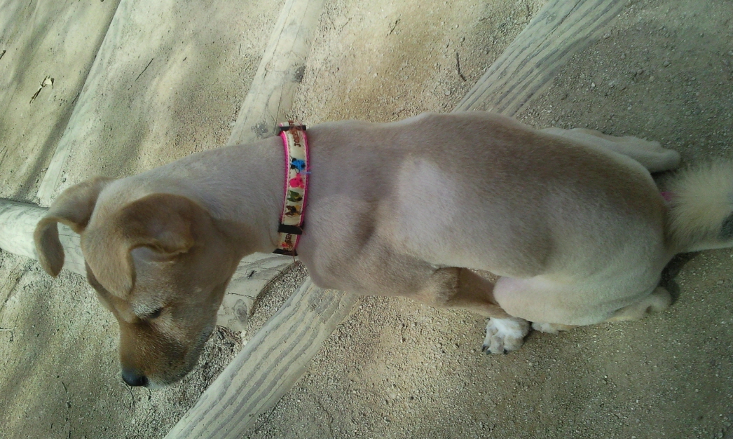 누렁이 미용하고 왔어요^^*