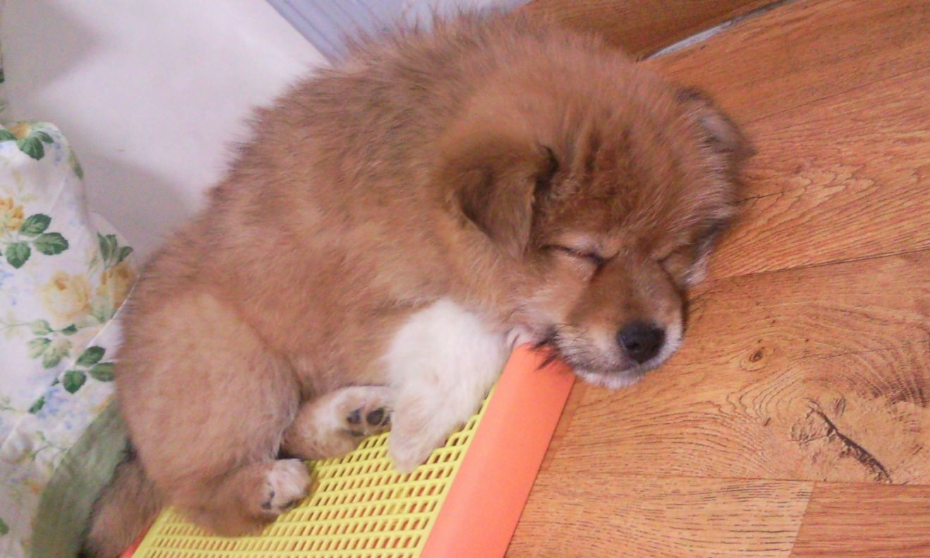 누렁이 미용하고 왔어요^^*