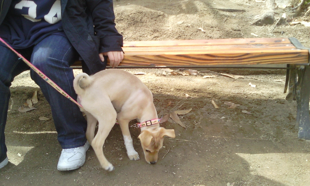 누렁이 미용하고 왔어요^^*