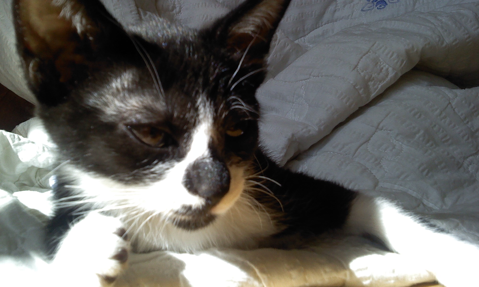 턱시도 사순이~