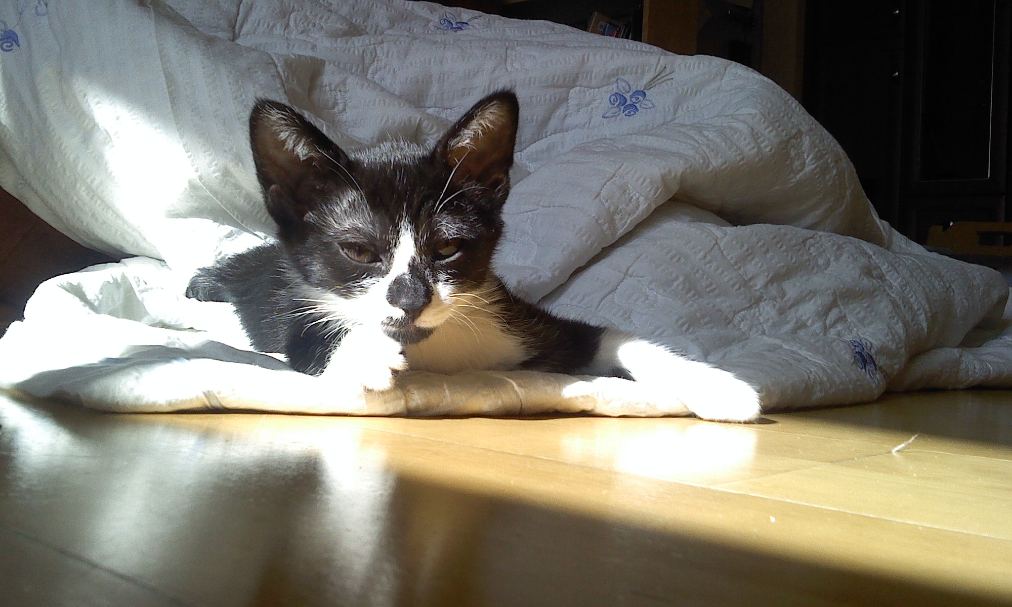 턱시도 사순이~