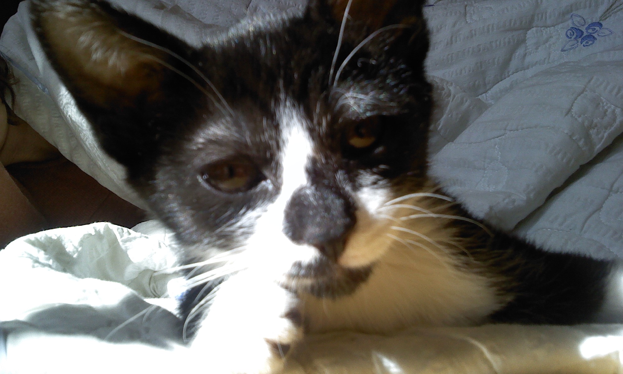 턱시도 사순이~