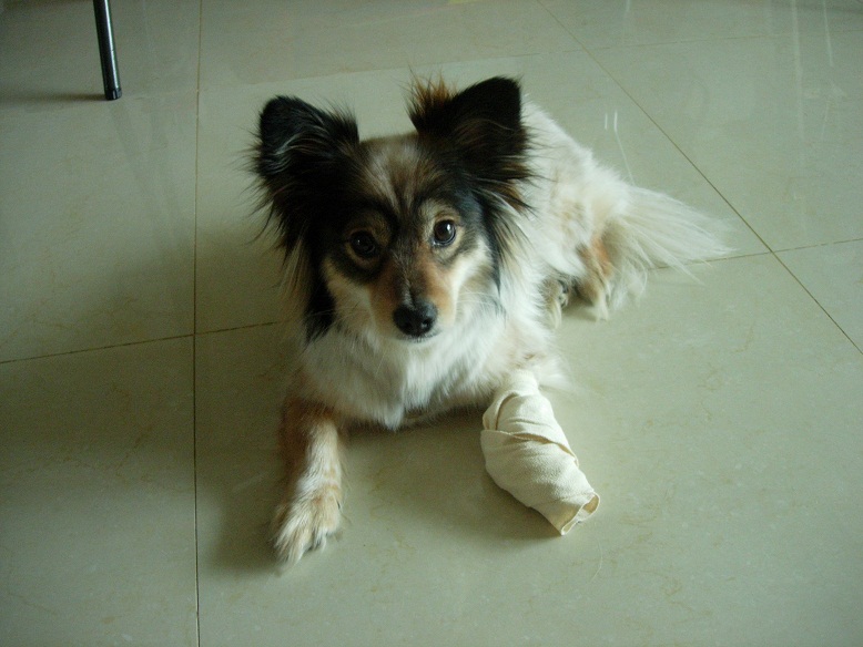 바둑이가 마이 아파 ?!?!