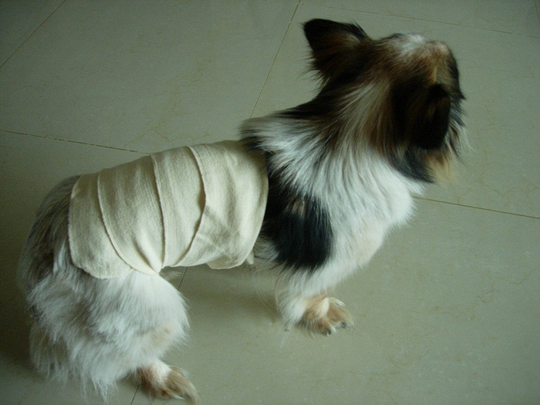 바둑이가 마이 아파 ?!?!