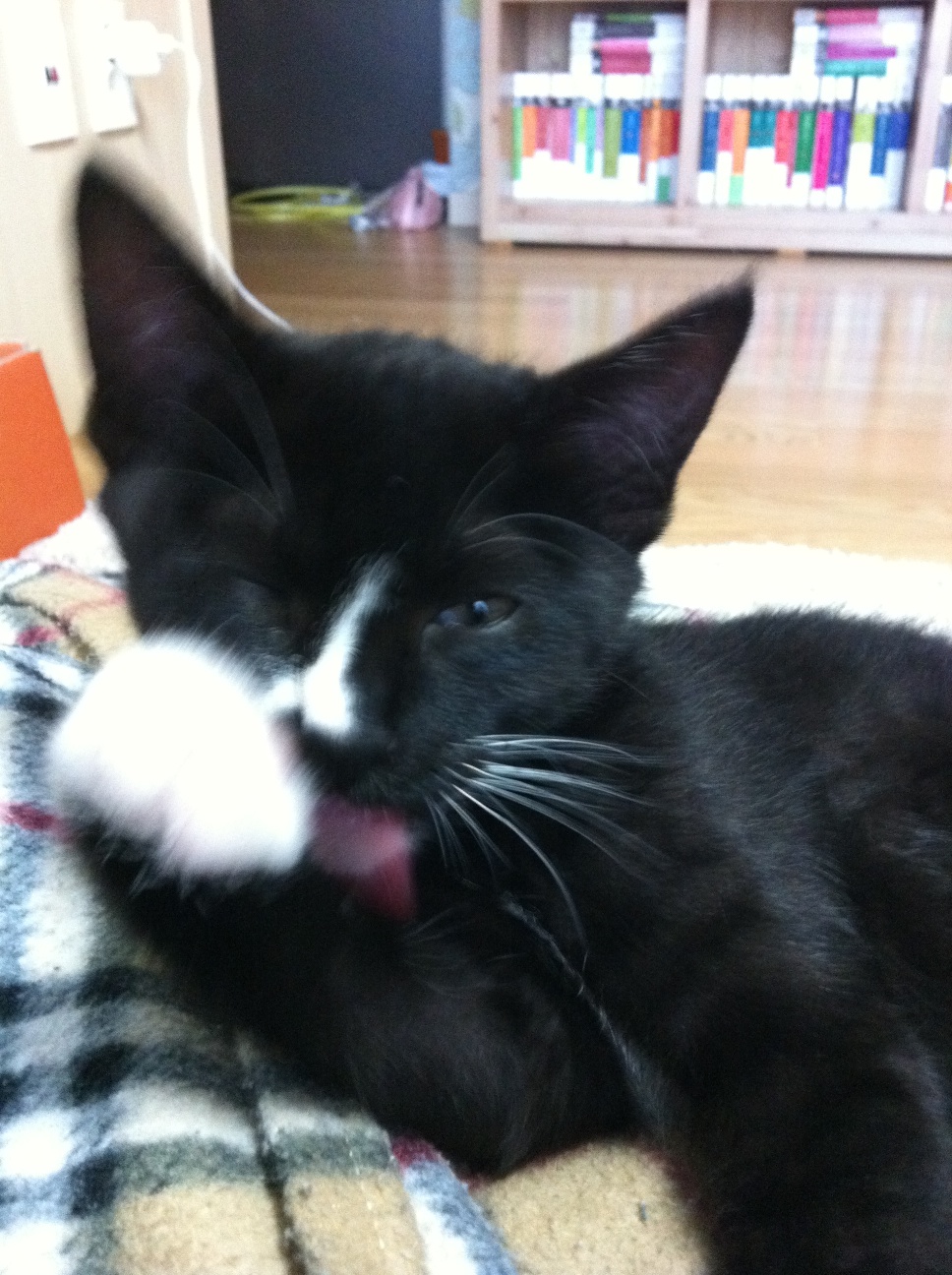 라이온(턱시도 오순이) 오랜만에 인사드립니다.