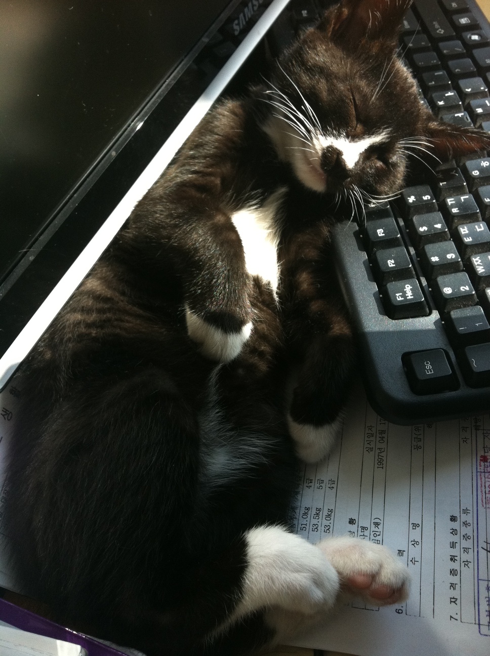 라이온(턱시도 오순이) 오랜만에 인사드립니다.