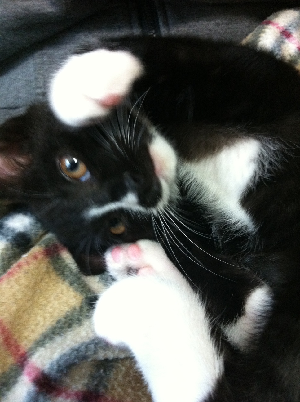 라이온(턱시도 오순이) 오랜만에 인사드립니다.